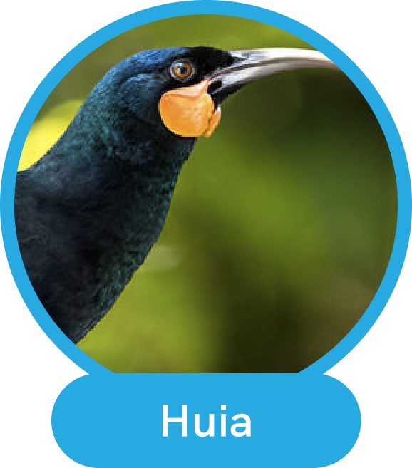 Huia