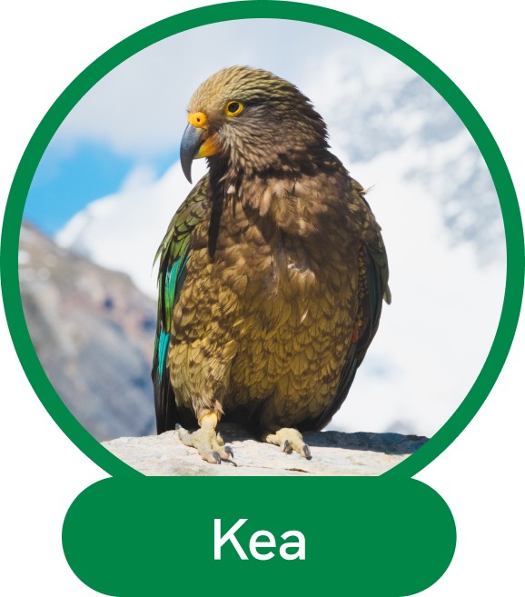 Kea