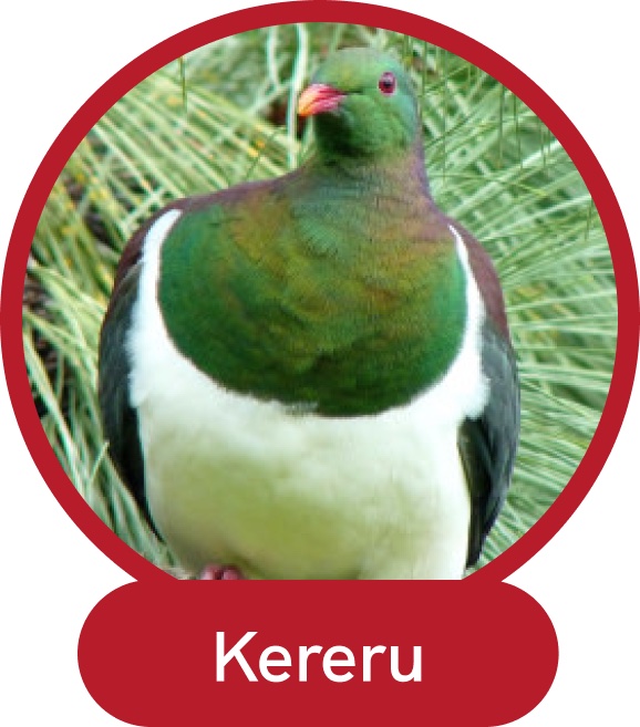 Kereru